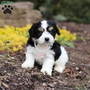 Queen, Cavachon Puppy